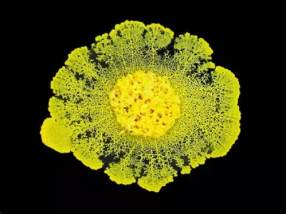 blob.png